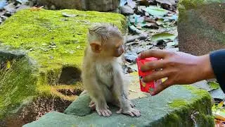 Pitiful, abandoned monkey Newton is very sad after falling down the tree; we help feed milk to him.