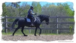 Naturally gaited Tennessee walking horse free walk regular and slow motion