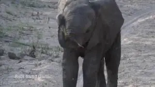Baby ellie thinks it can fly!