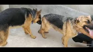 german shepherd dog mating | penis | #dogmating | gsd mating | dog mating | animal mating