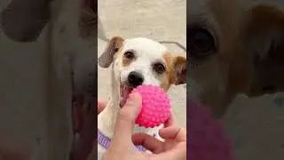 BOLA DE CACHORRO