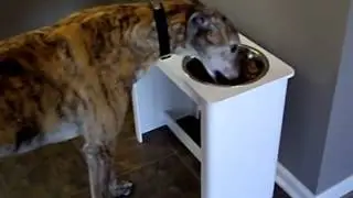 Trendy Pet Raised Dog Bowls (From Trendy Pet Modern Raised Dog Bowls)