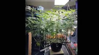 Some before and after pic&rsquo;s of lolly popping, defoliation and 😈training