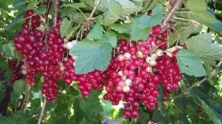 How to harvest red currants - grow red currants! | allotment growing | shokher bagan