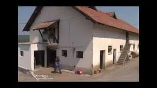 Farma krava i proizvodnja mleka u selu Tripkova na Zlatiboru - U nasem ataru 442