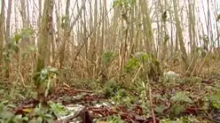 Sustain & Build -  Willow Harvesting
