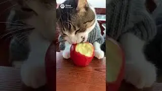 Jadoo and Mau share an apple in Shimla