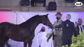 N 6 BFS SHOMOOKH   Bahrain National Show 2021   Yearling Fillies Class 1A