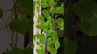money plant🤩😍❤️ #dialogue#garden