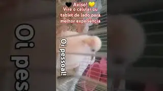 dando um zoom no bibino! #calopsita #pets