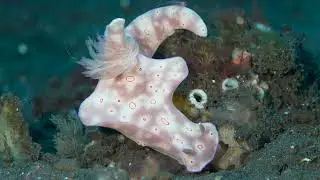 DiveTulamben, Bali, Indonesia 250414 (1)