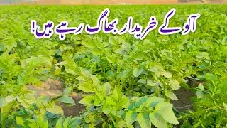 Potato Price Crisis in Punjab