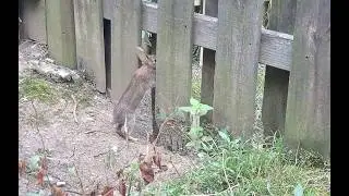 Early July 2025 (Deer, Raccoon, Armadillo)