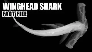 Winghead Shark Facts: the SLENDER Hammerhead 🦈 Animal Fact Files