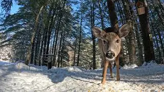 Deer Up Close In 4k Eating Corn