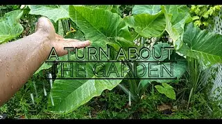 Desi Perkins Inpired My Garden