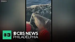 14-foot great white shark pings near Atlantic City coastline