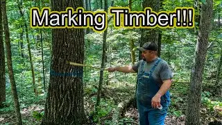 Day 1-Preston Tract&hellip;MARKING TIMBER! #249 #horselogging #mules #caterpillar #logging 