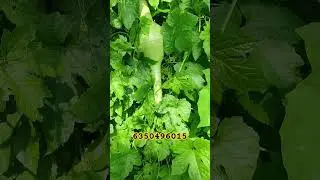 #Nagasaram #kayalu #|| #Pamuburra #kayalu #chettu #Call me #Shoeb #6350496015