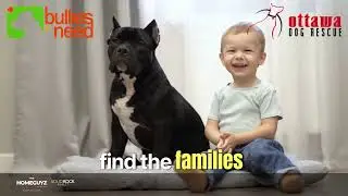 Buy a Home, Save a Dog | A Community Initiative by The Home Guyz Ottawa Real Estate Team