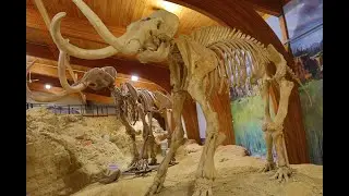 Hot Springs Mammoth Site & Museum Virtual Field Trip