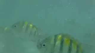 Barcelo snorkering 1