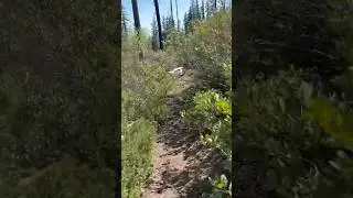 Running Through Overgrown Trails!! An Awesome Day of Mountain Exploration!!
