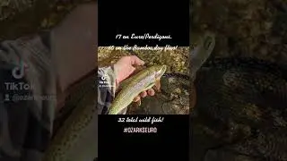 A fun wild trout, fly fishing experience! Euro Nymphing & Dry fly fishing #ozarkseuro