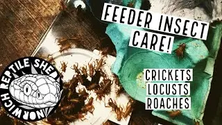 Feeder Insects - How I keep Crickets, Locusts and Roaches!