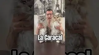 Top 10 des chats sauvages 