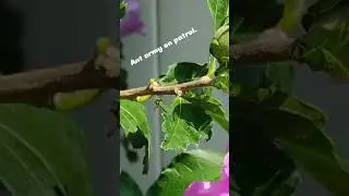 Insect fun 💚❤️🤍 #viral #relaxing #youtube #insects #sunflowers #music #bobmarley #fun #garden