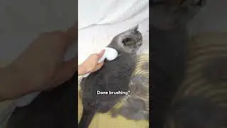 Hairballs All the Time? This Might Be Why  #aumuca #aumucacatbrush #cats #petbrush