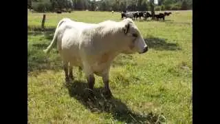 British White Cattle - Darnum Park - Australia