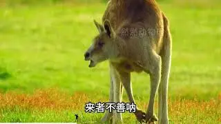 动物解说【搞笑动物配音19】袋鼠：专攻下三路，踢裆定胜负。
