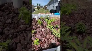 Worm #smartfarm Linked To #aquaponicsystem With New Fish!!! #selfsustainable #street #food