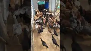 9 November 2023 Annapurna agro plus Desi chicken free range organic farming