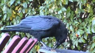 9/27/2016 Cassius Crow does not come down and eat, Woody does though