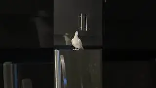 WTF 😳 ‼️‼️ A DOVE FLEW IN AZ CHIKE HOUSE 😂😂🕊️🕊️ #azchike #reels #youtubeshorts #shorts