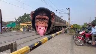 Amazing Indian Monkey Train Junglee Pur Mainu passenger express At rail gate scene 