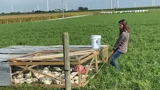 🌱🐔 Pasture-Raised Poultry Relocation to Fresh Salad Bar 🥗