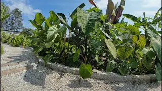 Wreszcie rosną! Zobacz mój Egzotyczny ogród i szklarnię w sierpniu.#ogród #bananowiec #garden