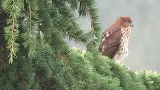 09/04/25 Juv Cooper's Hawk Kent Wa 5535-167