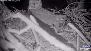 SWFEC 11-2-23.  GHOW male brings rodent/food gift, hoots for the female, a no-show; male leaves.