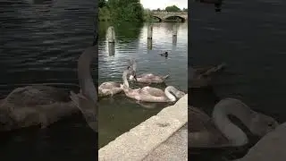 &ldquo;Cygnets preen and chill in the shallow Long Water with mallards nearby, evening calm 🦢🦆&rdquo; #wildlife