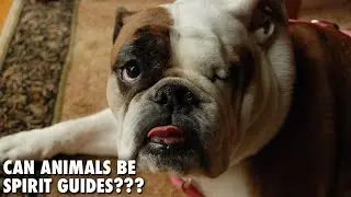 Can Animals Be Spirit Guides