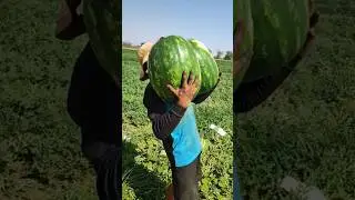 Арбуз Манчестер 🍉💪🏻🚛 +79128475201 WA/TG