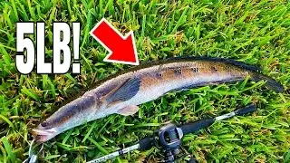 Bass Fishing & Catching My Personal Best Snakehead!