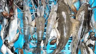 So Many Different Type Of Big Fish Catching By Smart Boy