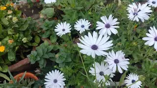 How to grow and care African daisy plants // dimorfoteca plants🌼🌼