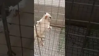 kutush re🐿️😲#viral #shortvideo #reels #youtubeshorts #entertainment #youtubevideo
